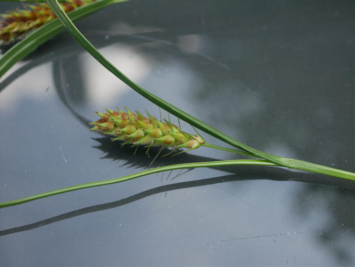 Carex hirta (door Wim van der Neut)