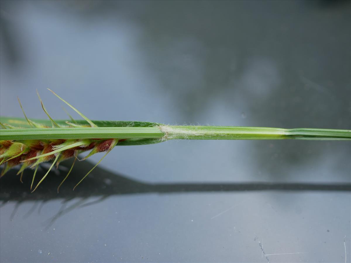 Carex hirta (door Wim van der Neut)