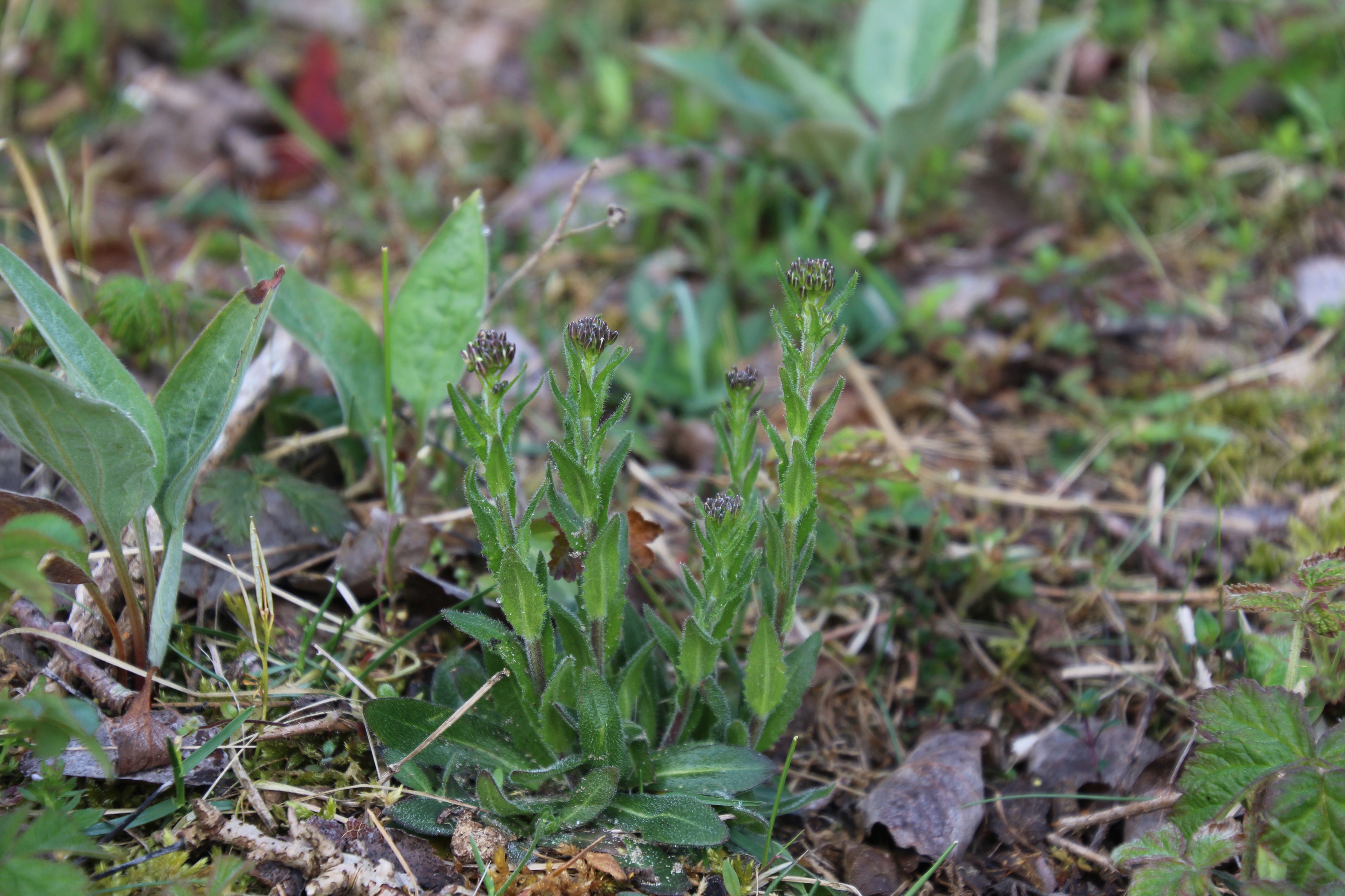 Arabis hirsuta subsp. hirsuta (door Maarten Langbroek)