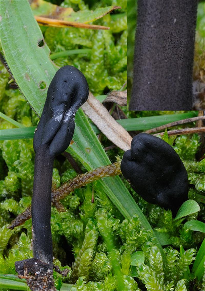 Trichoglossum hirsutum (door Kik van Boxtel)