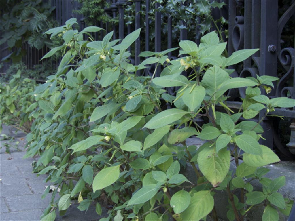 Impatiens tricornis (door Baudewijn Odé)