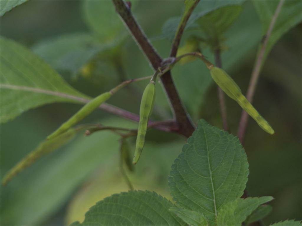 Impatiens tricornis (door Baudewijn Odé)