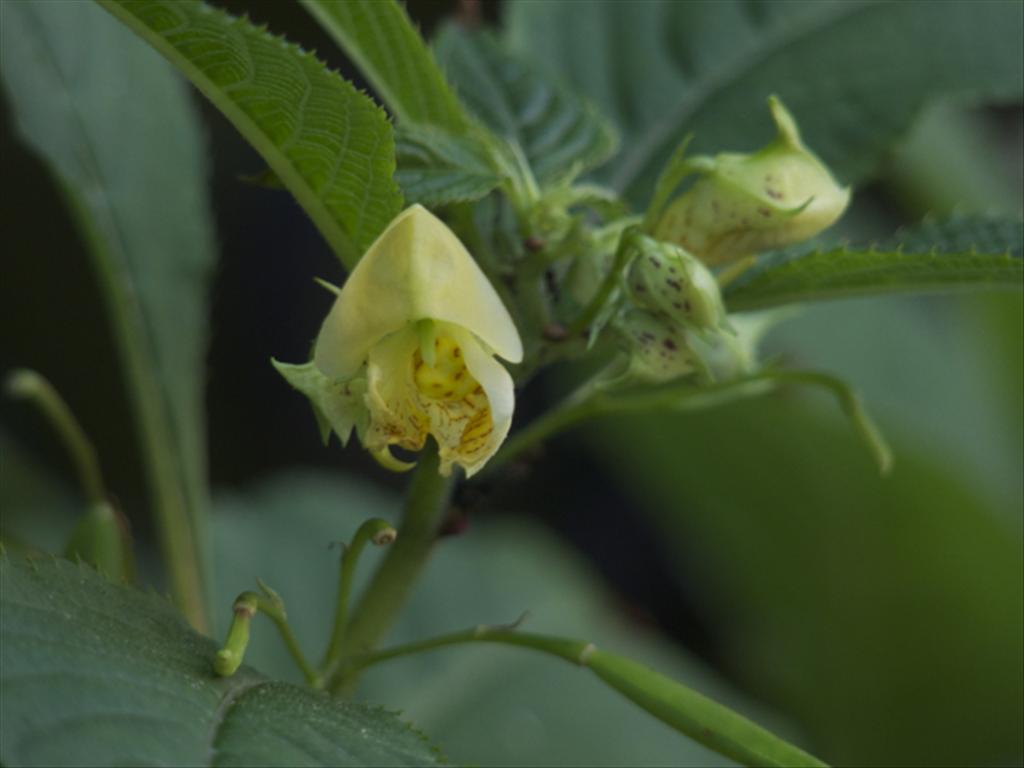 Impatiens tricornis (door Baudewijn Odé)