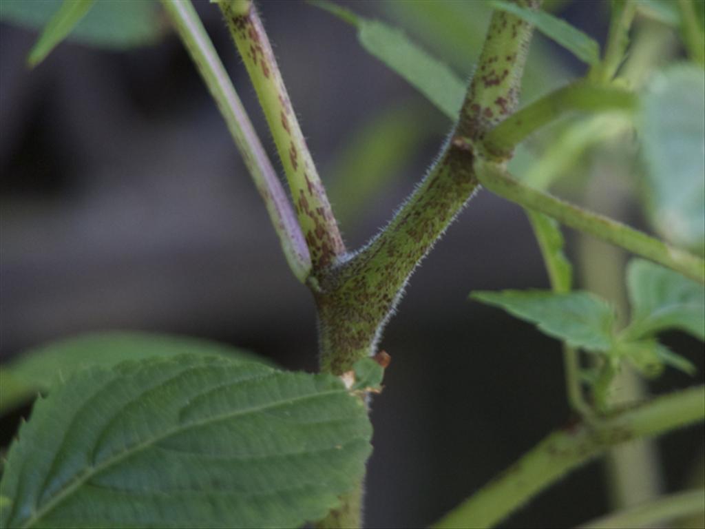 Impatiens tricornis (door Baudewijn Odé)