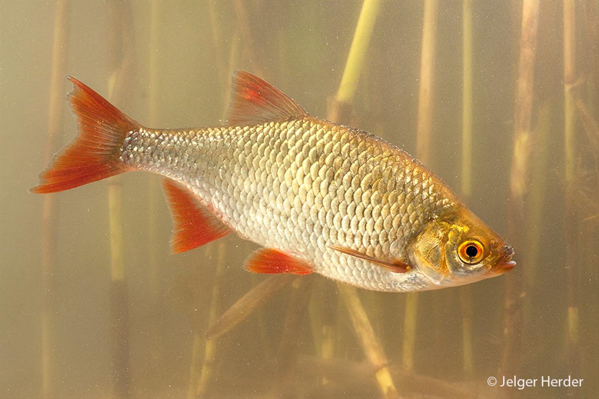 Scardinius erythrophthalmus (door Jelger Herder)