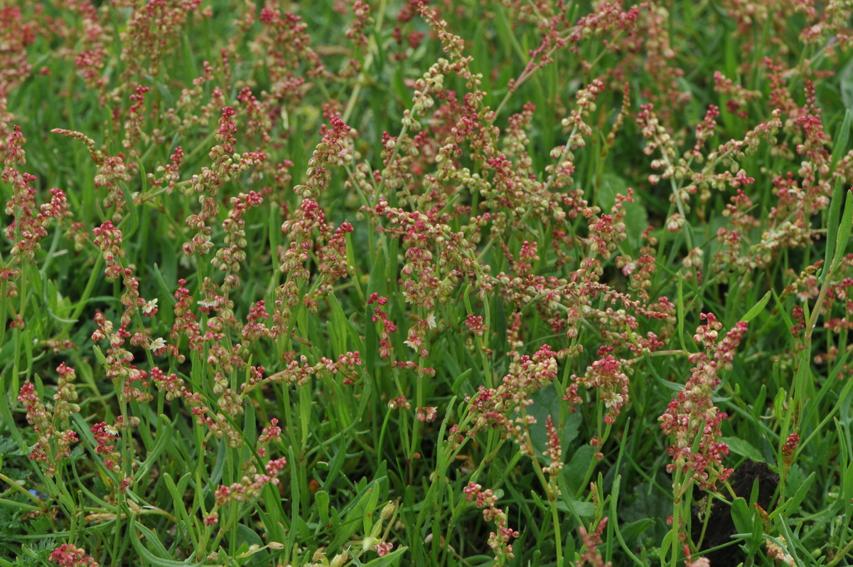 Rumex acetosella (door Hans Toetenel)