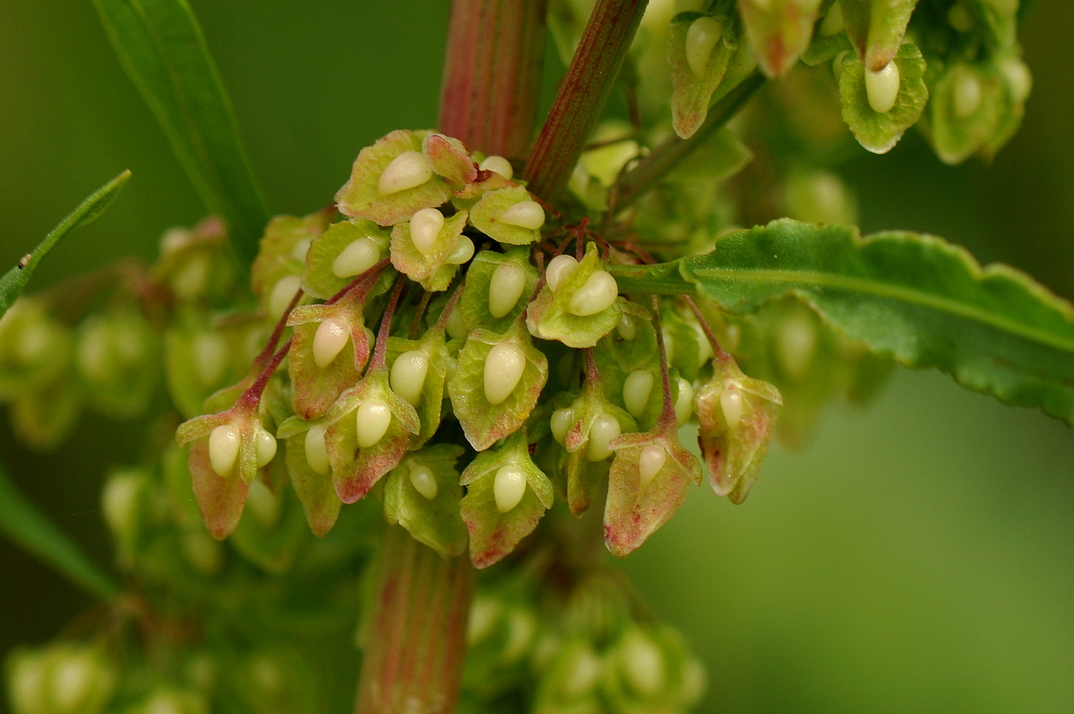 Rumex crispus (door Willie Riemsma)