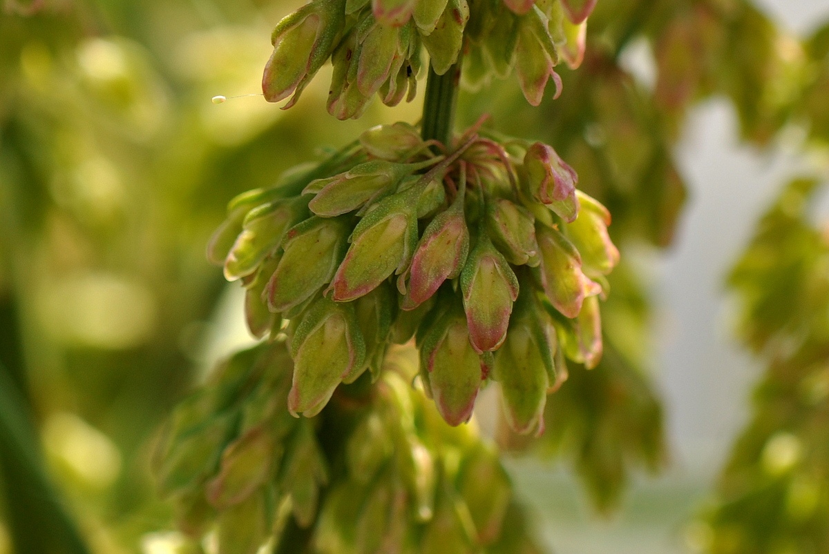 Rumex hydrolapathum (door Willie Riemsma)