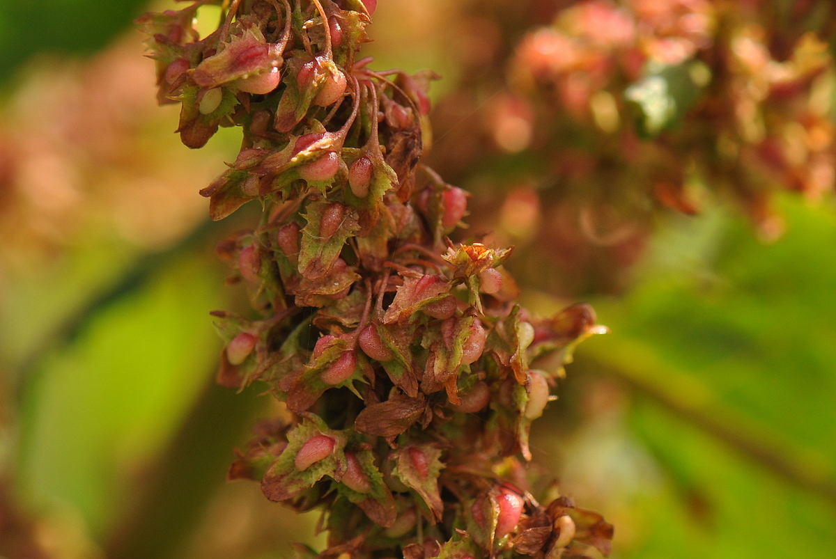 Rumex obtusifolius (door Willie Riemsma)