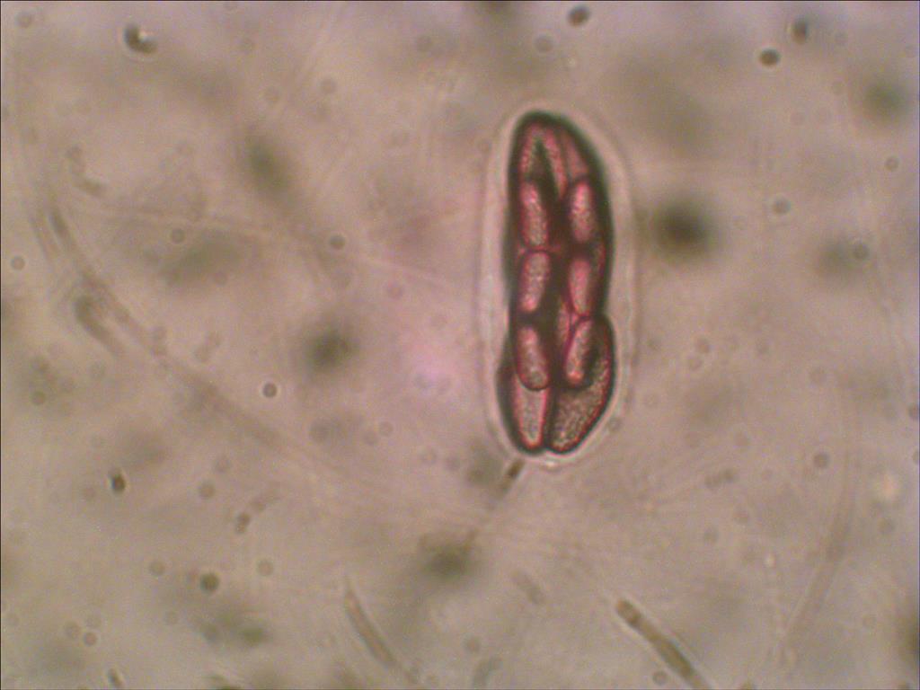 Saccobolus citrinus (door Joop van der Lee)