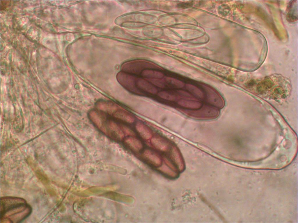 Saccobolus citrinus (door Joop van der Lee)