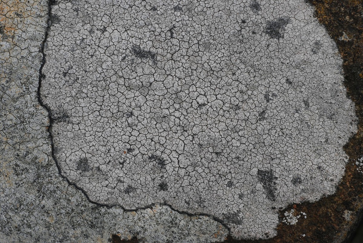 Lecanora rupicola (door Arjan de Groot)