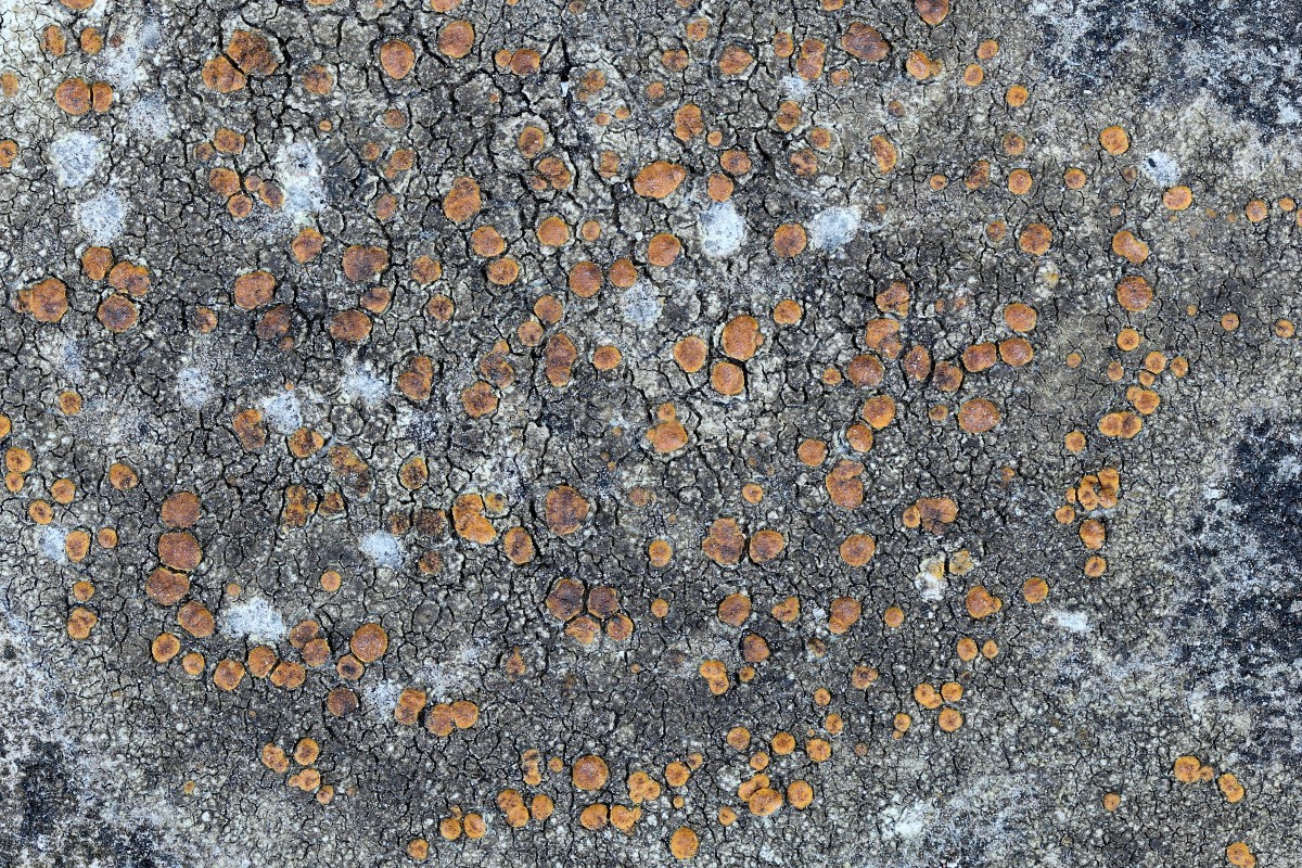 Protoblastenia rupestris (door Arjan de Groot)