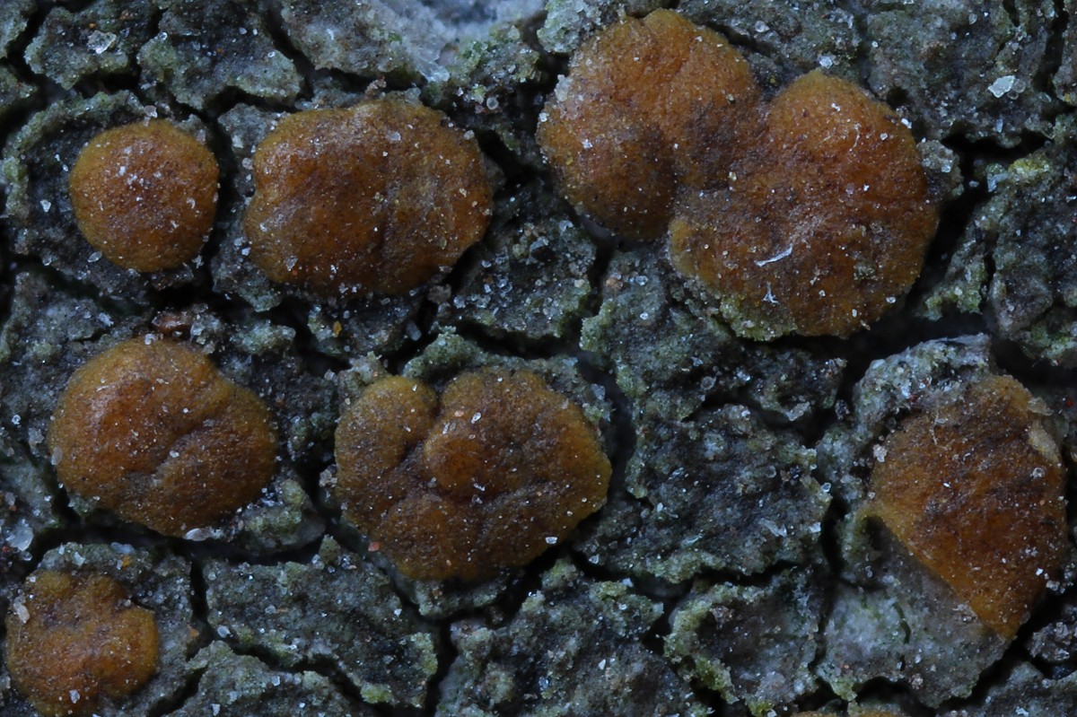 Protoblastenia rupestris (door Arjan de Groot)