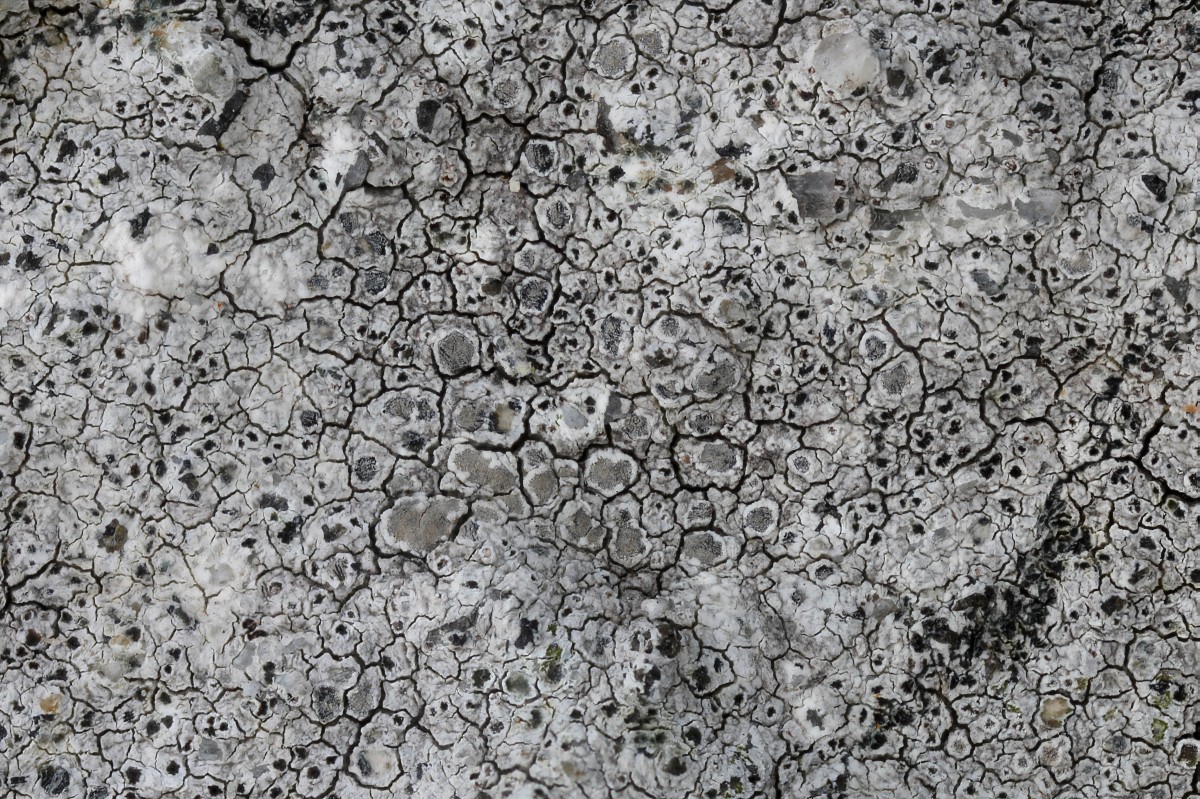 Lecanora rupicola (door Arjan de Groot)