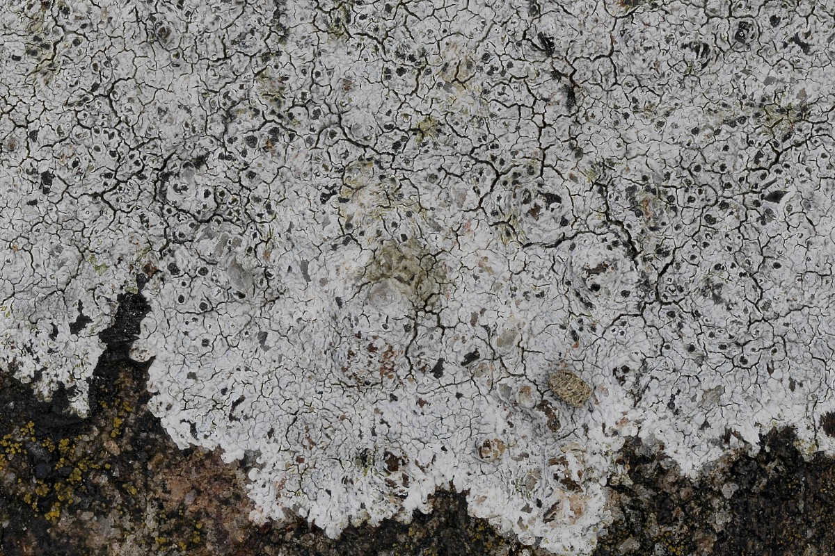 Lecanora rupicola (door Arjan de Groot)