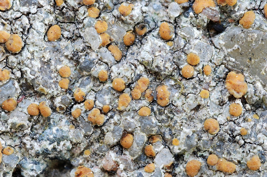 Protoblastenia rupestris (door Arjan de Groot)