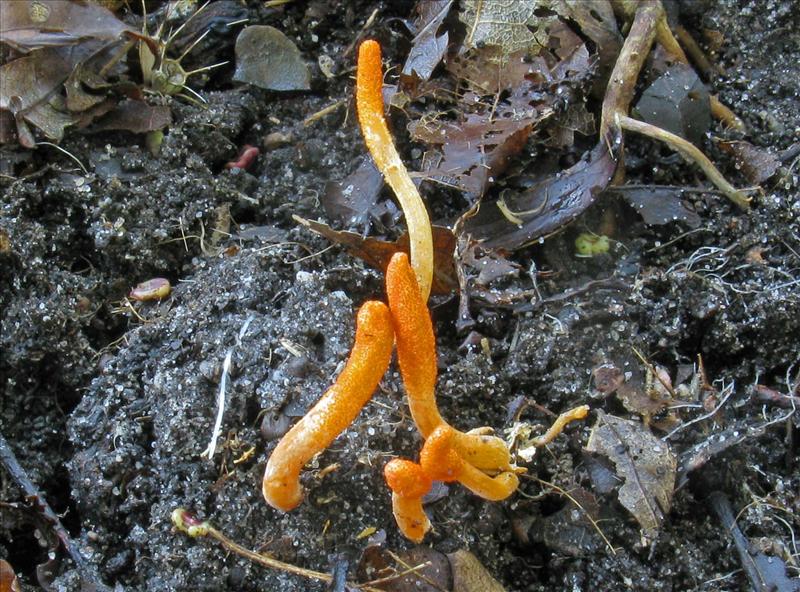 Cordyceps militaris (door Hannie Wijers)