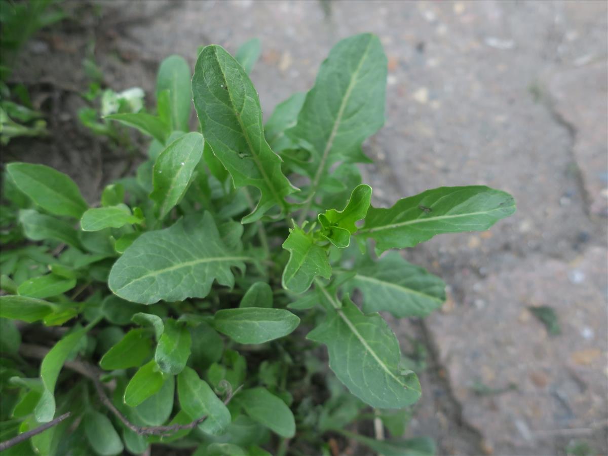 Sisymbrium volgense (door Grada Menting)