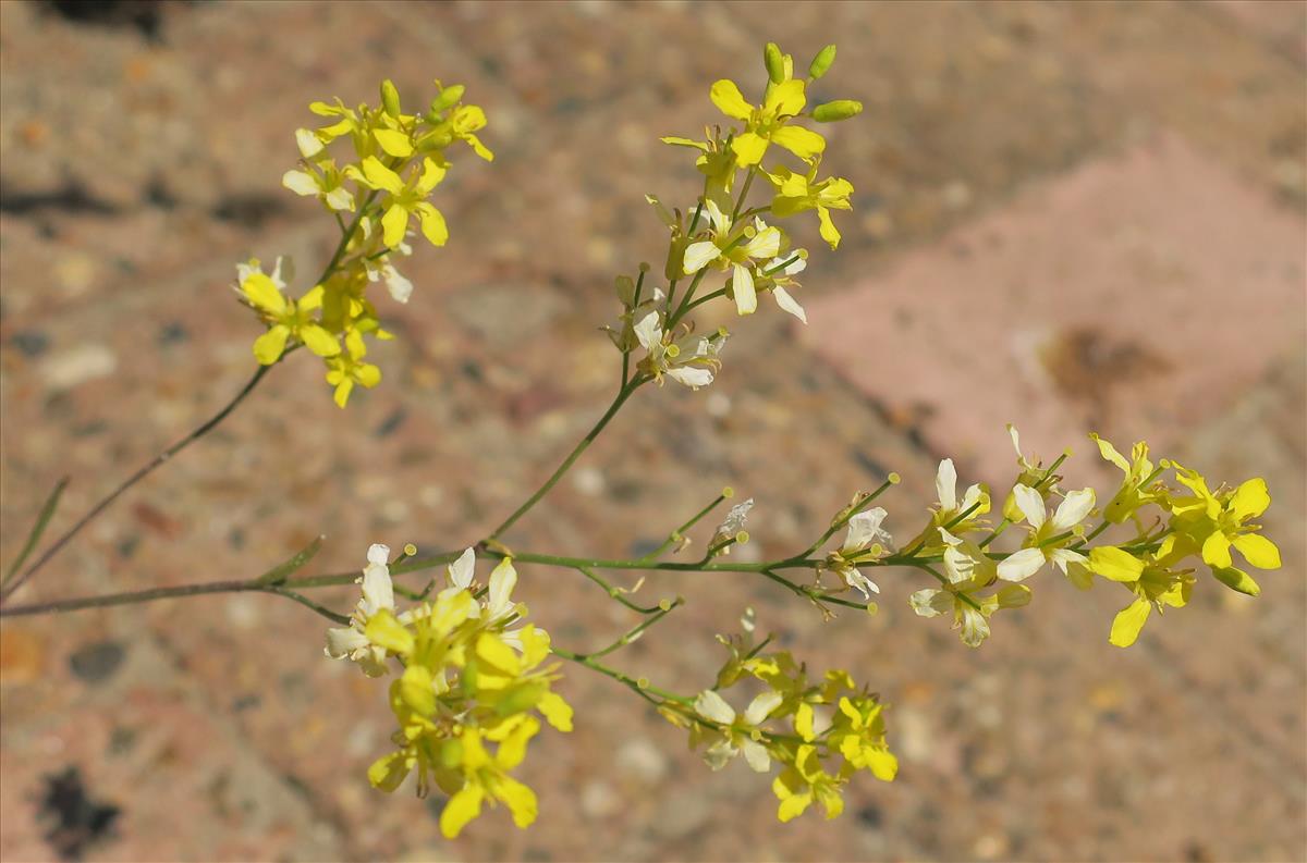 Sisymbrium volgense (door Grada Menting)