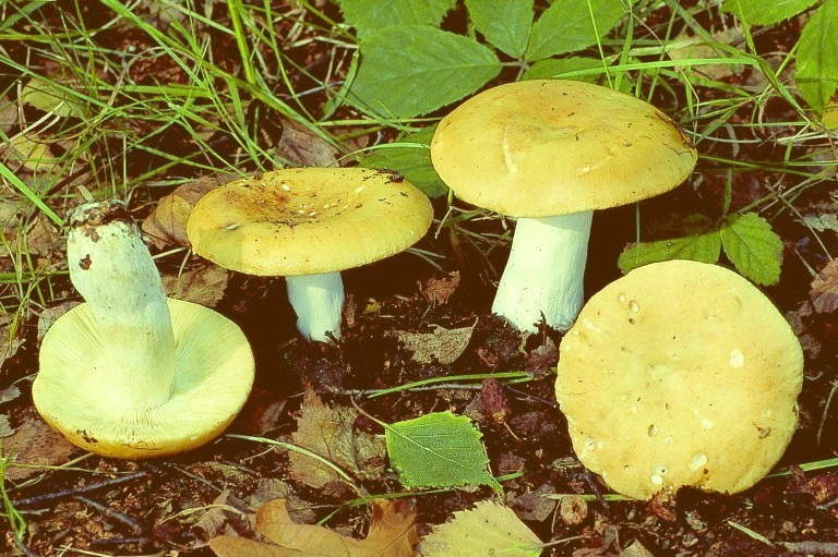 Russula claroflava (door Henk Huijser)