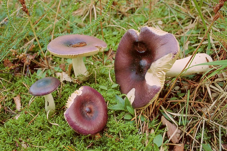 Russula caerulea (door Aldert Gutter)