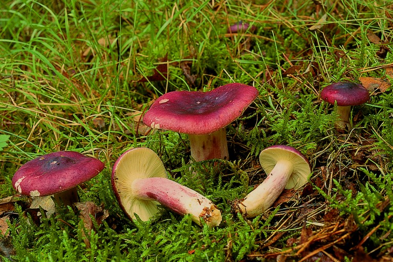 Russula sardonia (door W.G. Ligterink)