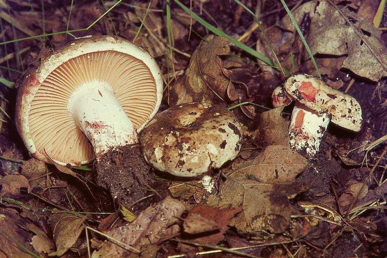 Russula nigricans (door Henk Huijser)