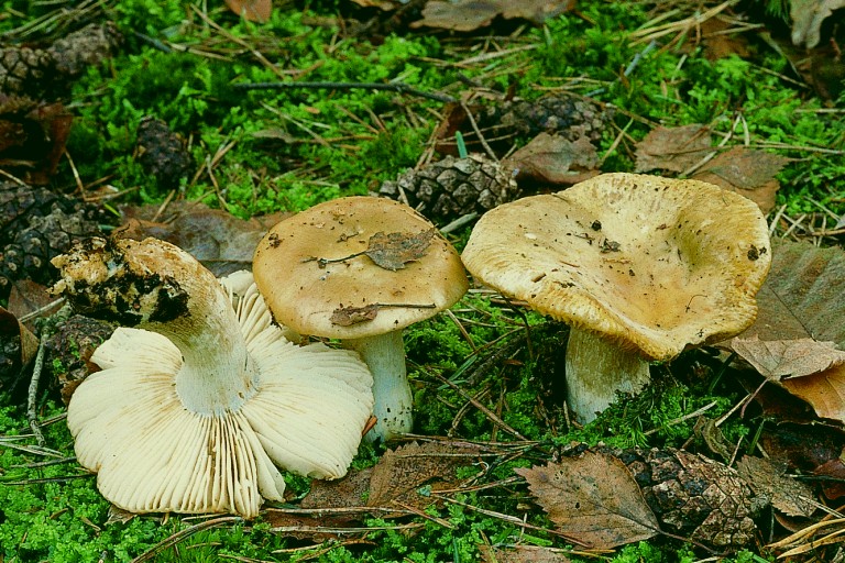 Russula ochroleuca (door F.A. van den Bergh)