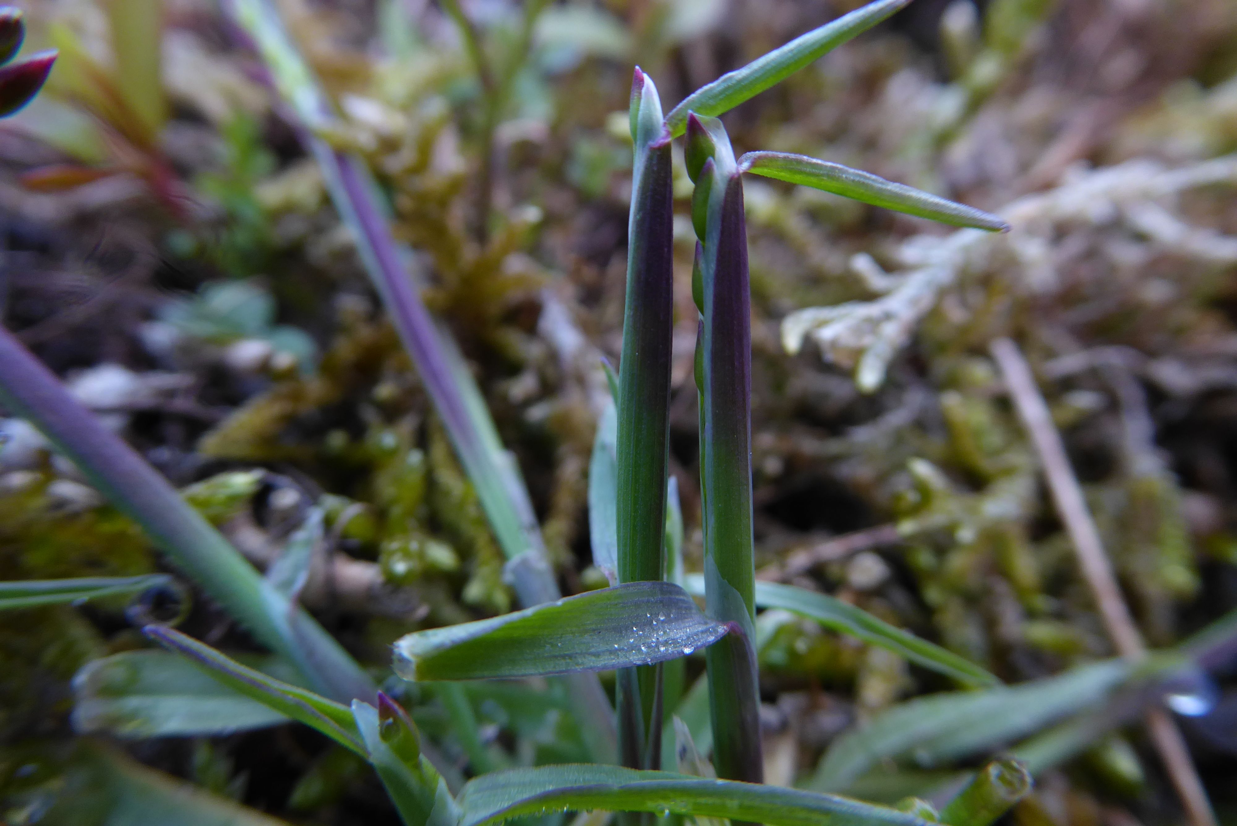 Milium vernale (door Koen van Zoest)