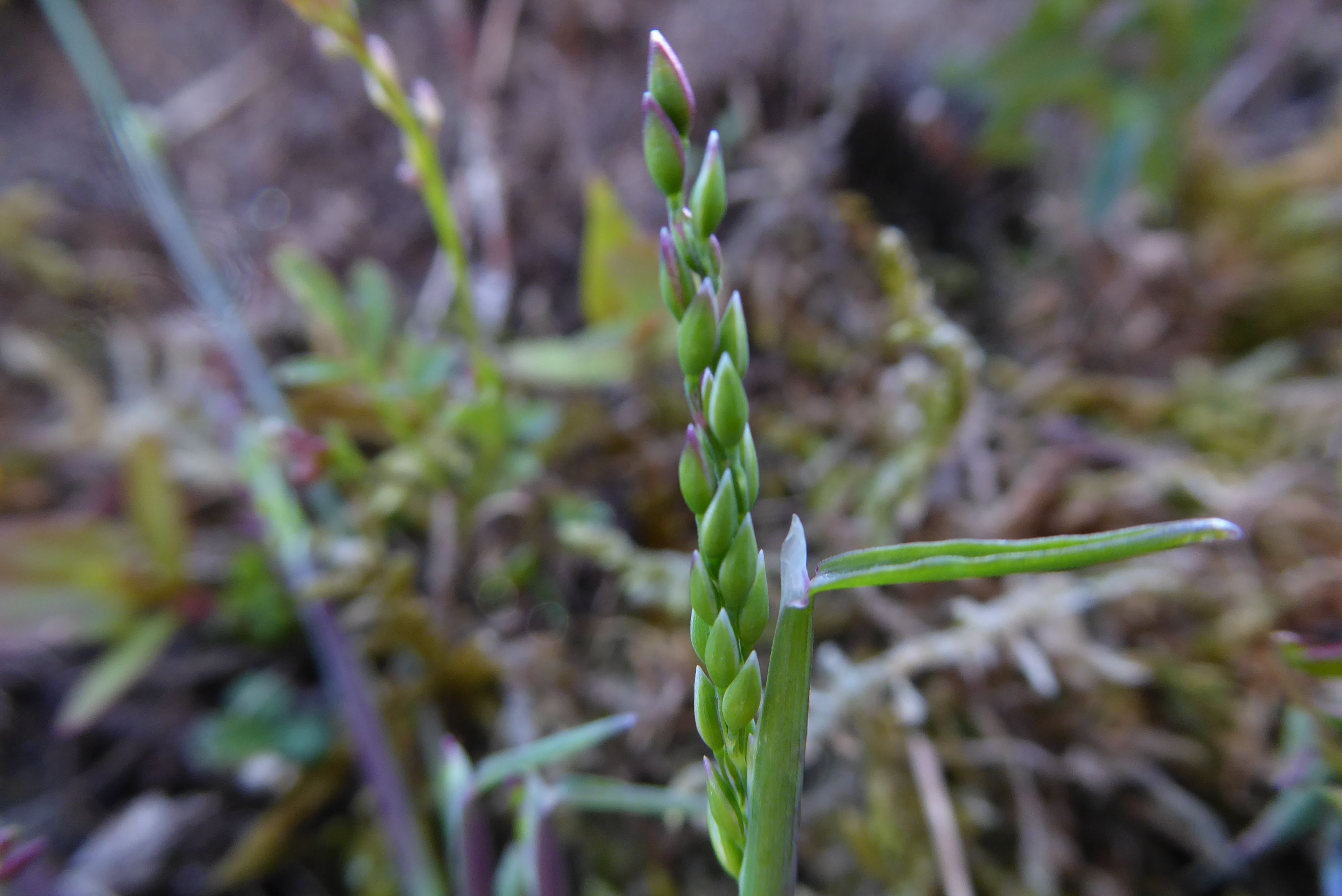 Milium vernale (door Koen van Zoest)