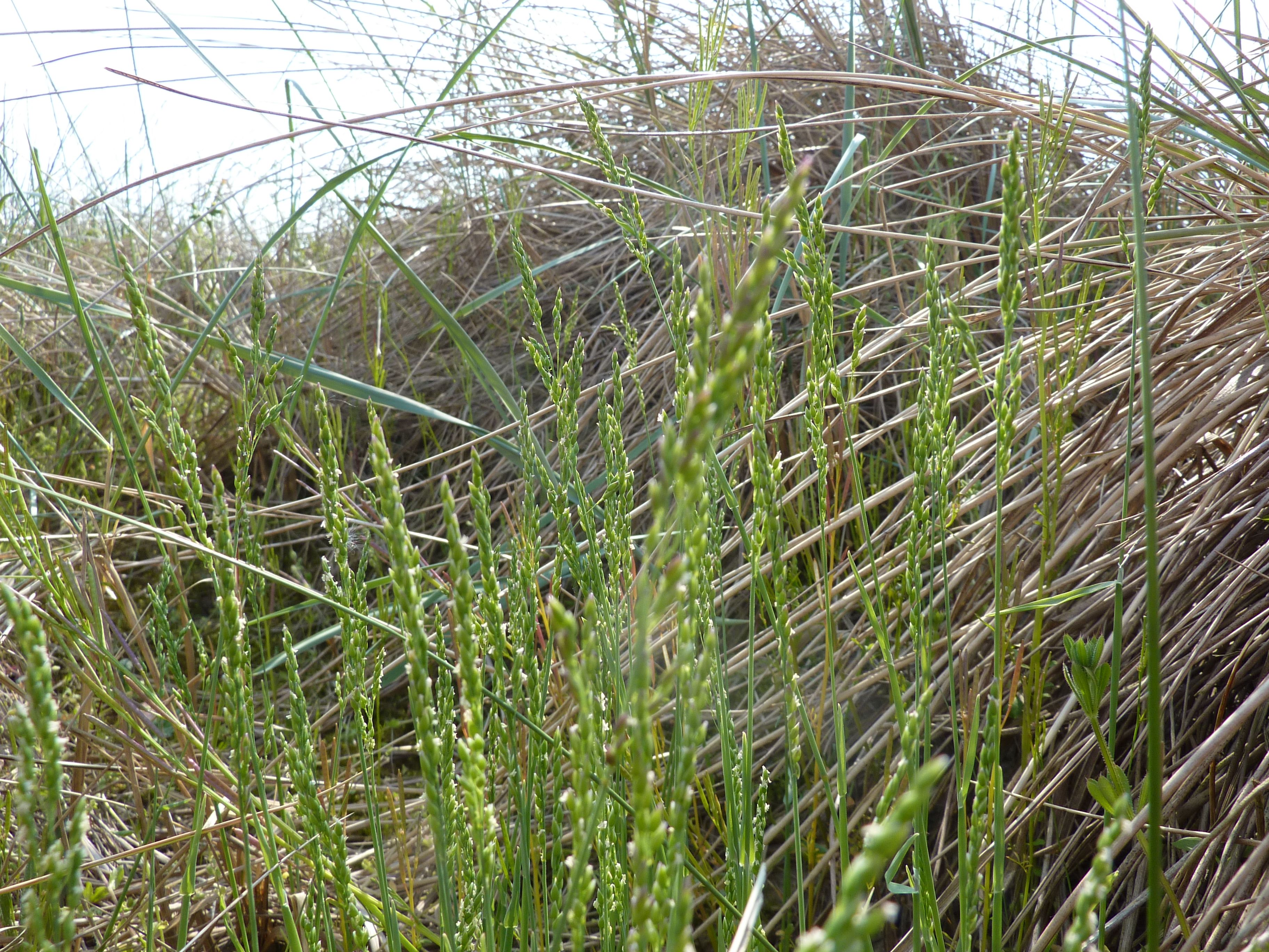 Milium vernale (door Koen van Zoest)