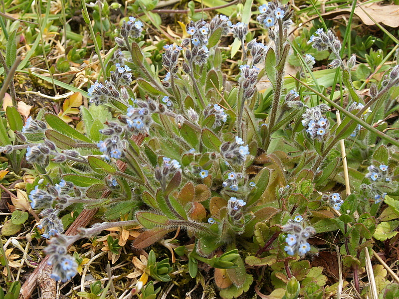 Myosotis ramosissima (door Han Beeuwkes)