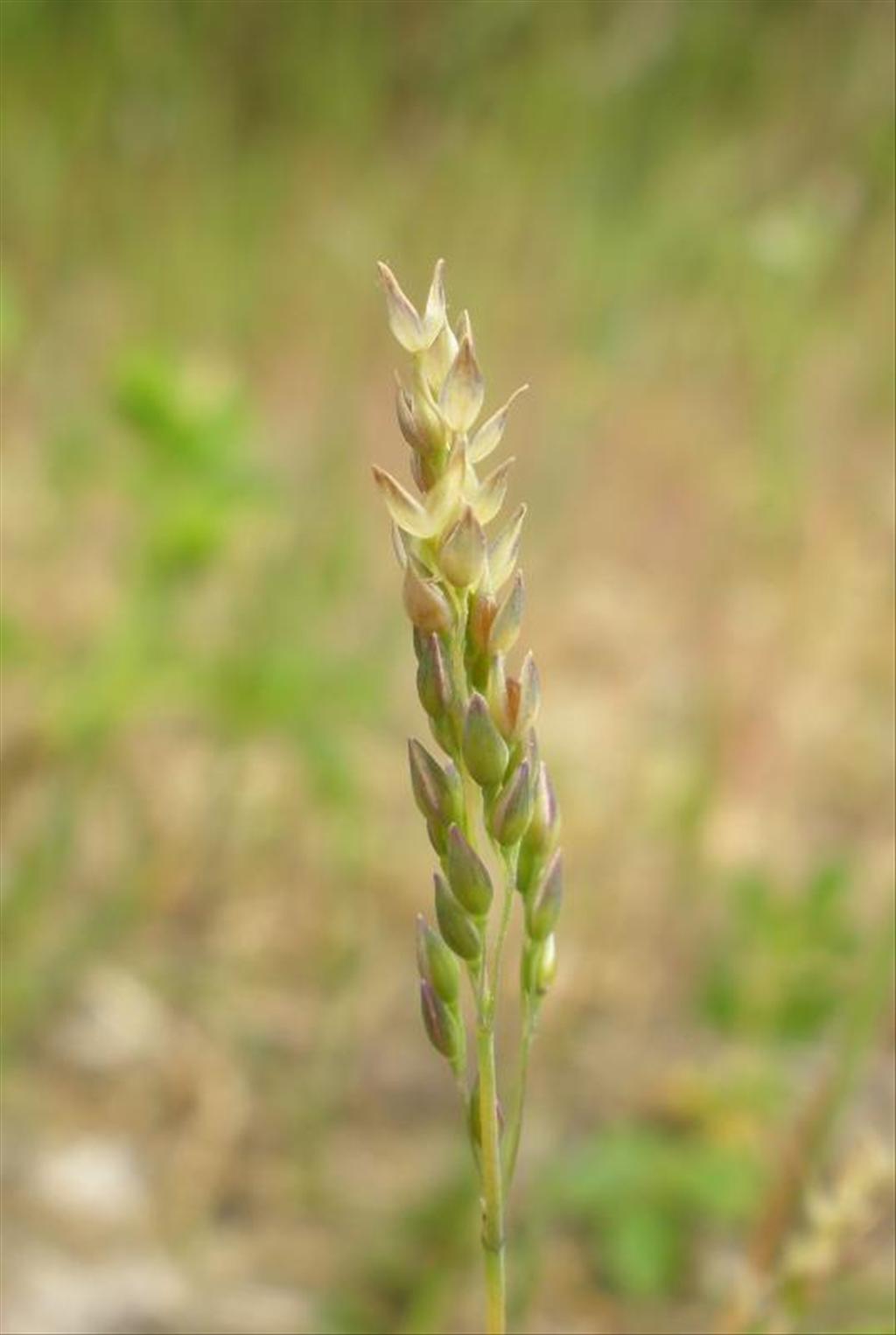 Milium vernale (door Maarten Langbroek)