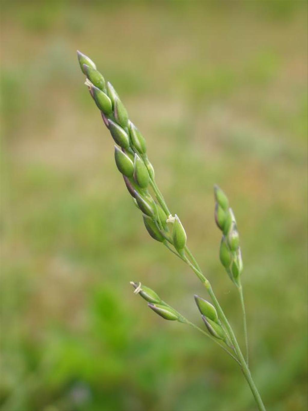 Milium vernale (door Maarten Langbroek)