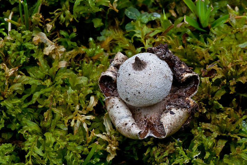 Geastrum campestre (door John Breugelmans)