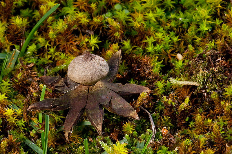 Geastrum campestre (door John Breugelmans)