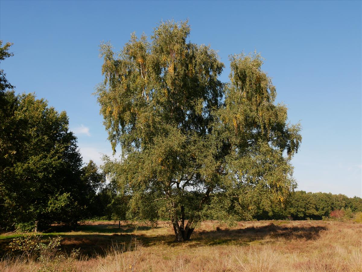 Betula pendula (door Wim van der Neut)