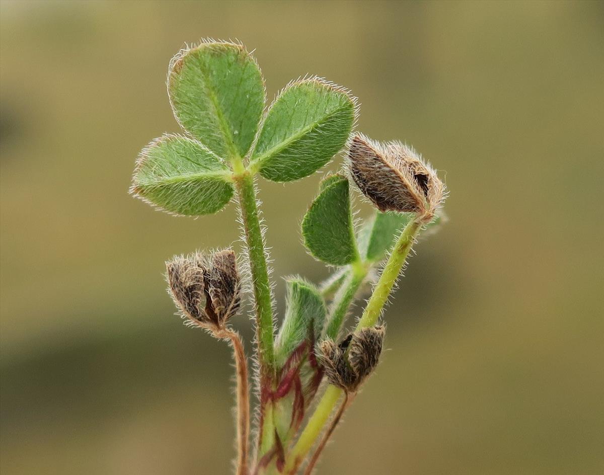 Trifolium scabrum (door Grada Menting)