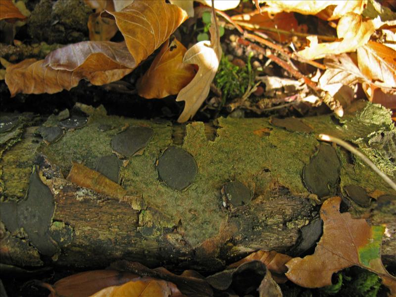 Biscogniauxia nummularia (door Hannie Wijers)