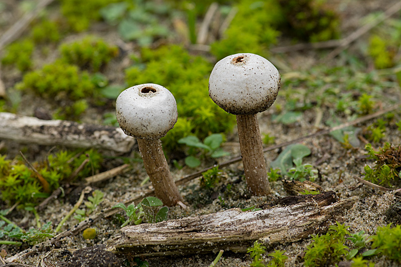 Tulostoma fimbriatum (door Hans Adema)