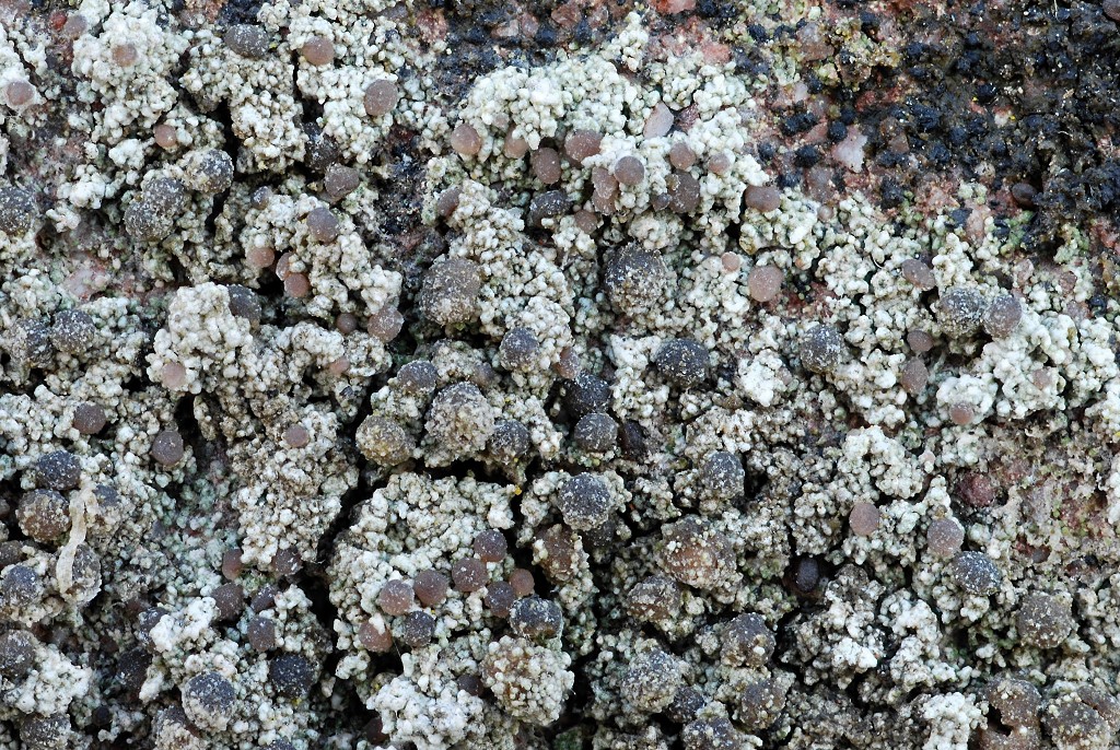 Bilimbia sabuletorum (door Arjan de Groot)