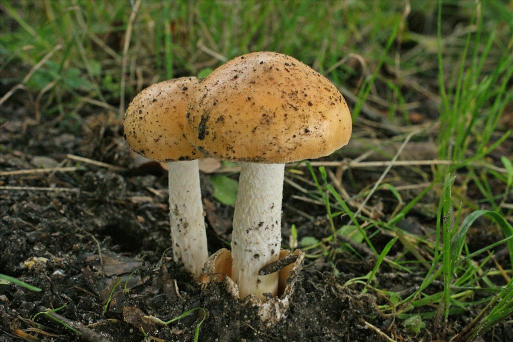 Amanita crocea (door Hannie Wijers)