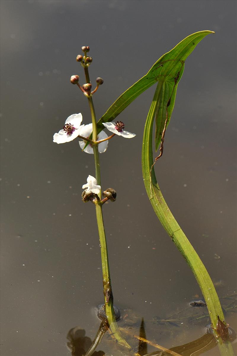 Sagittaria sagittifolia (door Willie Riemsma)