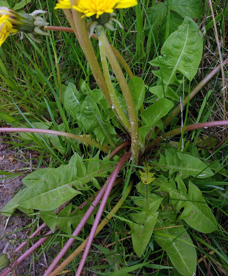 Taraxacum sagittipotens (door Otto Zijlstra)