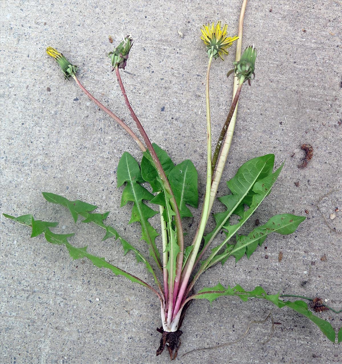 Taraxacum sagittipotens (door Otto Zijlstra)