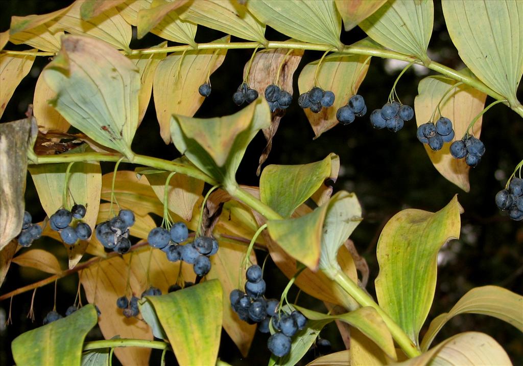 Polygonatum multiflorum (door Bert Verbruggen)