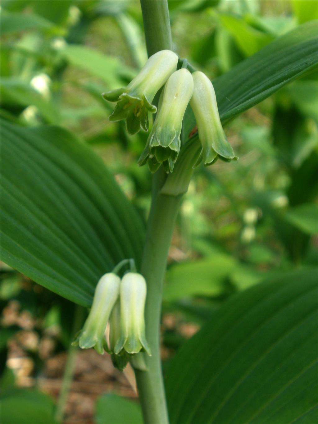 Polygonatum multiflorum (door Bert Verbruggen)