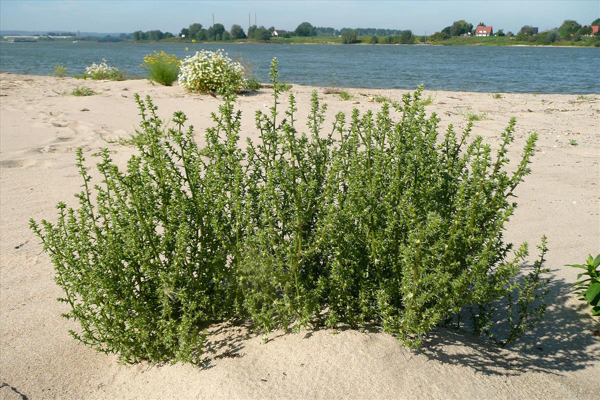 Salsola kali (door Willie Riemsma)