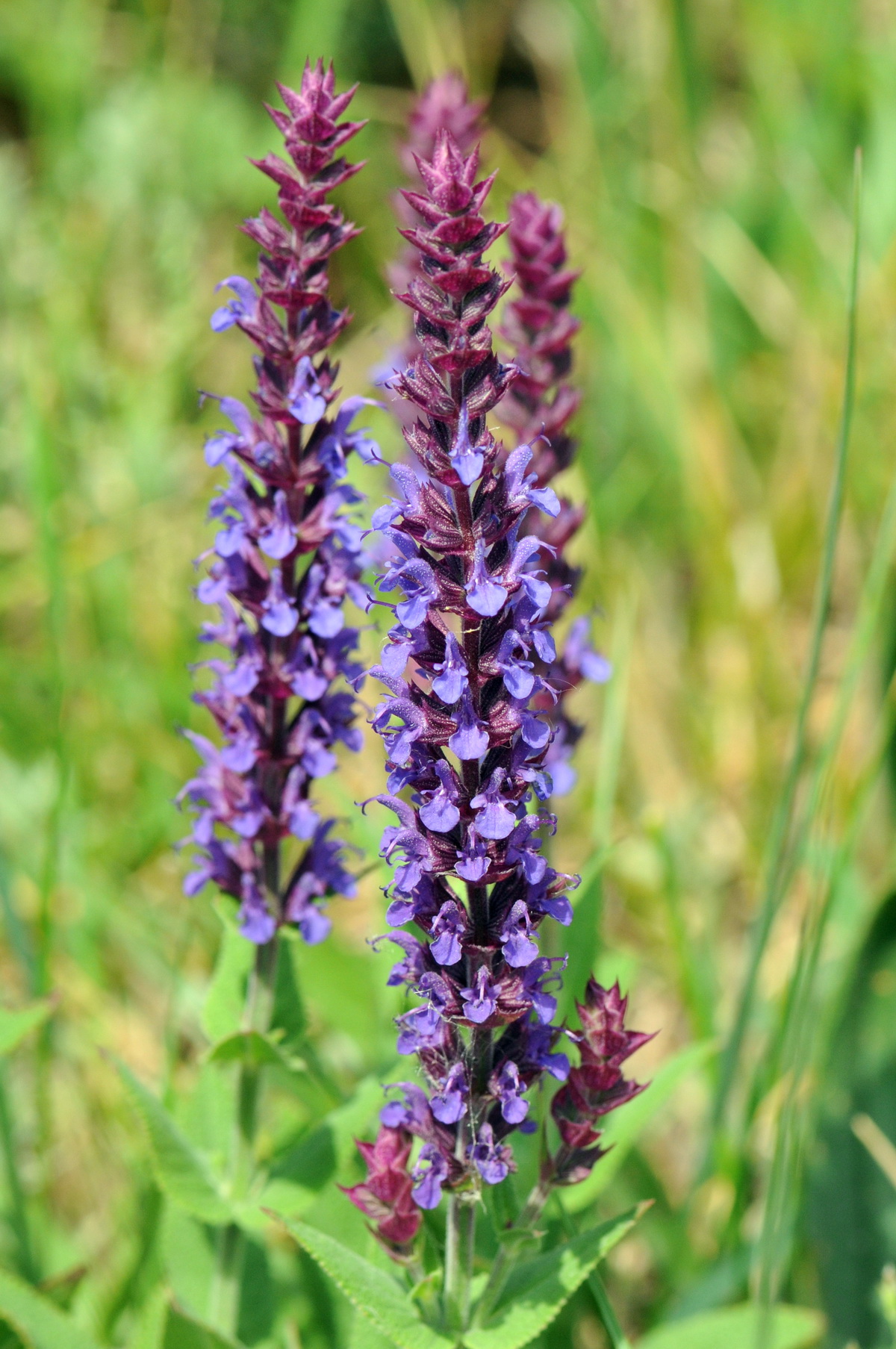 Salvia nemorosa (door Hans Toetenel)